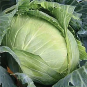 Chinese Cabbage Seeds 100 Plus Seeds (2 Gram)